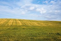 Scenic view of Field and clouds — Stock Photo