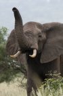 Elefante africano de pie con tronco en Tsavo, Kenia - foto de stock