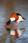 Scaffale comune acqua potabile da uccelli acquatici — Foto stock