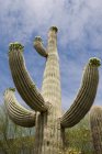 Vista de bajo ángulo de Cactus contra el cielo azul - foto de stock