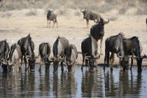 Gregge di gnu azzurri che bevono acqua di fiume, Kalahari, Botswana — Foto stock