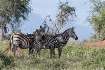 Plains zebras standing on grass in Tsavo, Kenya — Stock Photo