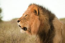 Вид сбоку величественного африканского льва, выстрел в голову — стоковое фото