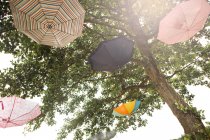 Multi-colored umbrellas canes hung on branches of tree — Stock Photo
