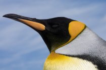 Закрытие головы пингвина Кинга, Порт-Стэнли, Фолклендские острова, Южная Америка — стоковое фото