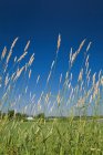 Wild grass against blue sky in Quebec, Canada — Stock Photo