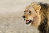Vista del leone africano maschio, colpo alla testa — Foto stock