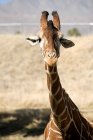 Один смішний Жираф дивиться на камеру в парку сафарі, об'єднані штати Америки — стокове фото