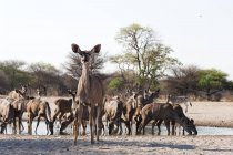 Tiere trinken Wasser aus Wasserloch, Impala blickt in die Kamera in Kalahari, Botswana — Stockfoto
