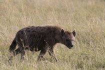 Gefleckte Hyäne beim Wandern im Masai Mara Nationalreservat, Kenia — Stockfoto