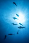 Diver photographing school of yellowfin tuna, Revillagigedo Archipelago, Tamaulipas, Mexico — Stock Photo