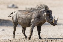 Warzenschwein steht am Wasserloch, Kalahari, Botswana — Stockfoto