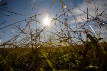 Herbe et lumière du soleil dans le champ, vue rapprochée — Photo de stock