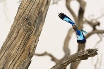 Beautiful blue bird flying near tree in Savuti, Chobe National Park, Botswana — Stock Photo