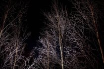 Trees with illumination in park at night — Stock Photo