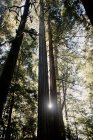 Low angle view of Redwood trees, California, USA — Stock Photo