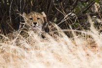 Детёныш гепарда прячется в высокой траве, Национальный заповедник Самбуру, Кения — стоковое фото