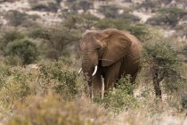 Caminhada de elefantes africanos na conservação de Kalama, Samburu, Quênia — Fotografia de Stock