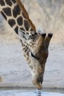 Acqua potabile della giraffa meridionale nel Kalahari, Botswana — Foto stock
