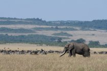 Слон ходит рядом с зебрами по траве в Национальном заповеднике Масаи Мара, Кения — стоковое фото