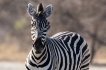 One beautiful Burchells zebra in Kalahari, Botswana — Stock Photo