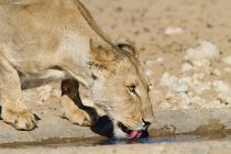 Lioness drinking water at watering place in desert — Stock Photo