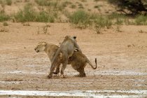 Вид двух Львов, борьба, Африка — стоковое фото