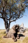 Elefante africano femenino levantándose después del descanso cerca del montículo de termitas en Botswana, África - foto de stock