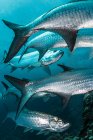 Underwater shot of large tarpon fish gathering, Quintana Roo, Mexico — Stock Photo