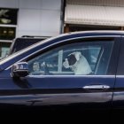 Собака сидит на водительском сидении автомобиля, вид сбоку — стоковое фото