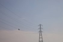 Bird flying near power lines, clear sky, low angle view — Stock Photo