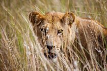 Jovem Leão Feminino na grama, Botsuana — Fotografia de Stock
