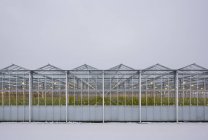 Invernadero con luces led, Made, Noord-Brabant, Países Bajos - foto de stock