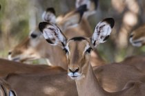 Foco seletivo de Impalas em Samburu, Quênia — Fotografia de Stock