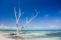 Tree on beach, Punta Allen, Yucatan, Mexico — Stock Photo