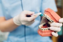 Стоматолог чистит фальшивые зубы зубной щеткой, посередине, крупным планом — стоковое фото