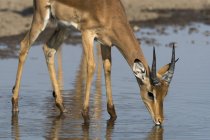 Impala potabile dal fiume nel Kalahari, Botswana — Foto stock
