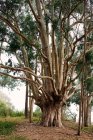Дерево в парке, Калифорния, Соединенные Штаты Америки — стоковое фото