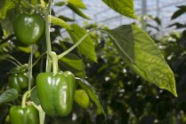 Close up of peppers growing on plant, Zevenbergen, North Brabant, Netherlands — Stock Photo
