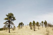 Árvores de abeto na colina em Nevada, Estados Unidos da América — Fotografia de Stock