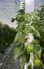 Green peppers growing in greenhouse, Zevenbergen, North Brabant, Netherlands — Stock Photo