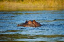 Hipopótamo en el agua, Río Zambezi, Zambia, África - foto de stock