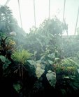 Piante tropicali verdi nello zoo con nebbia — Foto stock