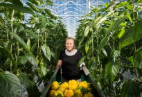 Woman harvesting pepper, Zevenbergen, North Brabant, Países Baixos — Fotografia de Stock