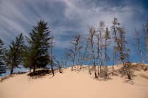 Песчаные дюны с соснами в Калифорнии, США — стоковое фото