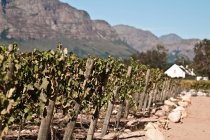 Виноградники в винограднику з будинками на фоні біля гір — стокове фото