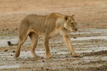 Lioness walking in desert and looking away — Stock Photo