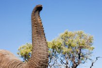 Imagen recortada de Tronco de elefante africano femenino en Botswana, África - foto de stock