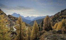 Cores do outono árvores de Dolomites, Cortina d 'Ampezzo, Veneto, Itália — Fotografia de Stock