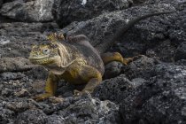 Terrain Iguana (Conolophus subcristatus) sur rochers, île South Plaza, îles Galapagos, Équateur — Photo de stock